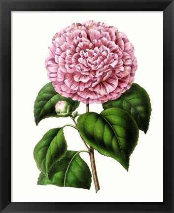 Framed Grand Blooms II Print