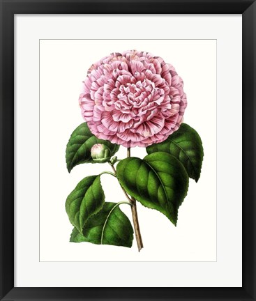 Framed Grand Blooms II Print