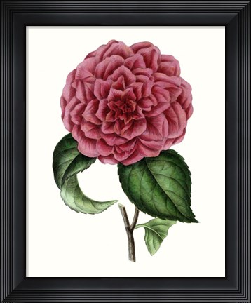 Framed Grand Blooms III Print