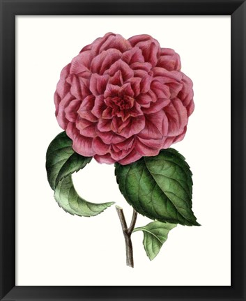 Framed Grand Blooms III Print