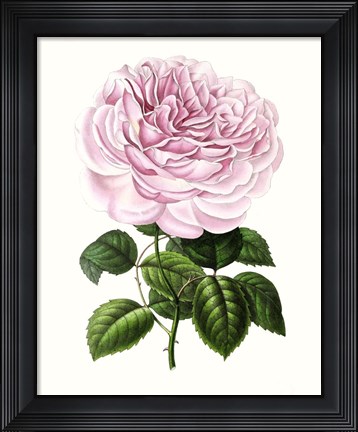 Framed Grand Blooms IV Print