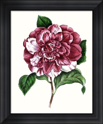 Framed Grand Blooms V Print