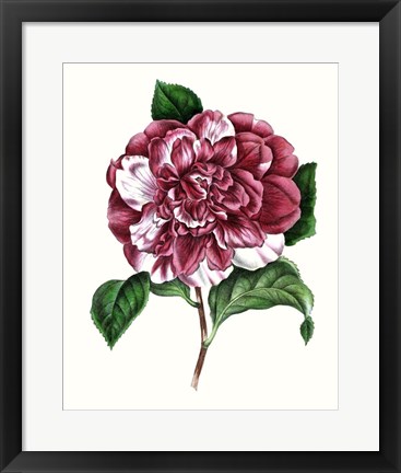Framed Grand Blooms V Print