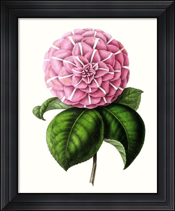 Framed Grand Blooms VI Print