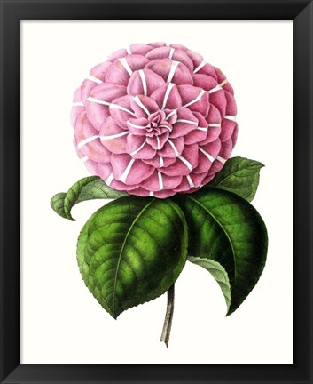 Framed Grand Blooms VI Print