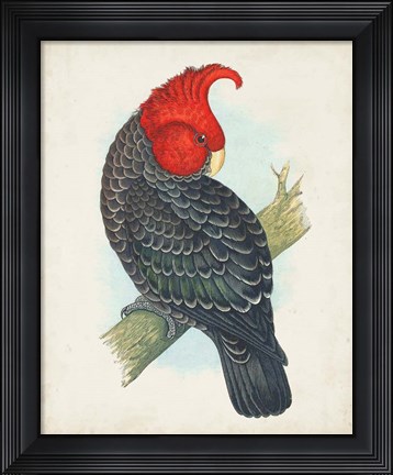 Framed Antique Cockatoo I Print