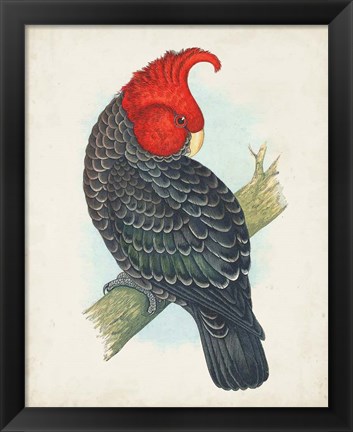 Framed Antique Cockatoo I Print