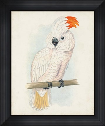 Framed Antique Cockatoo II Print