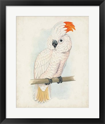 Framed Antique Cockatoo II Print