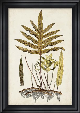Framed Fern Botanical I Print