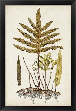 Framed Fern Botanical I Print