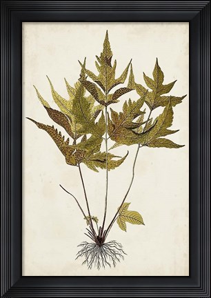 Framed Fern Botanical II Print