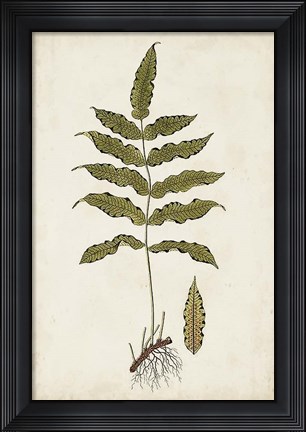 Framed Fern Botanical III Print