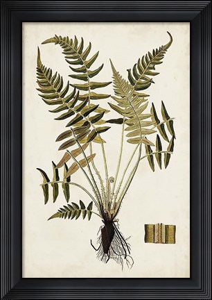 Framed Fern Botanical IV Print