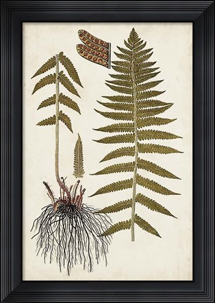 Framed Fern Botanical V Print