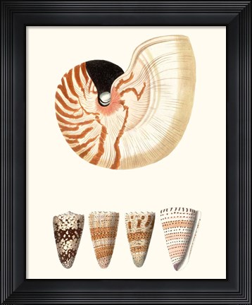 Framed Shell Collection I Print