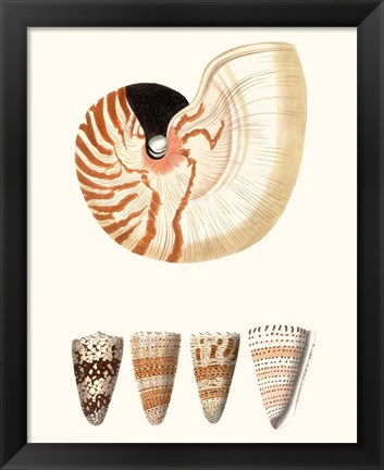 Framed Shell Collection I Print