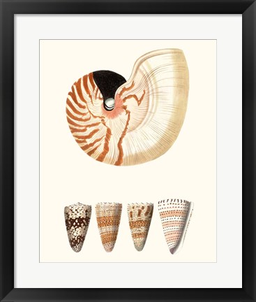 Framed Shell Collection I Print