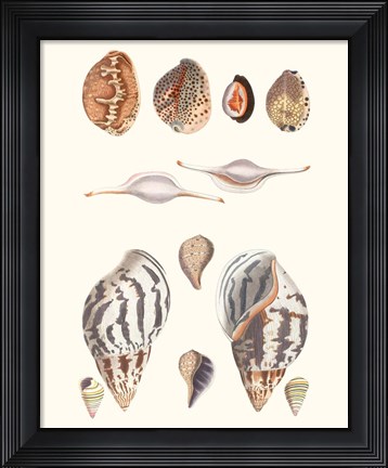 Framed Shell Collection II Print