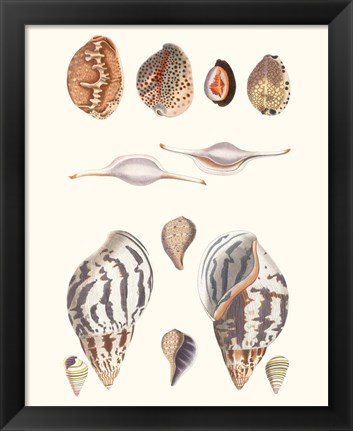 Framed Shell Collection II Print