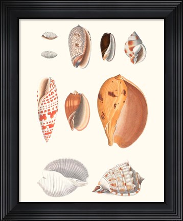 Framed Shell Collection III Print