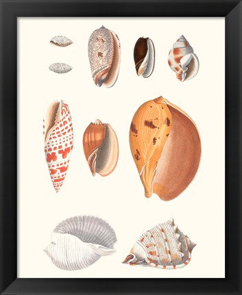 Framed Shell Collection III Print