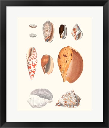 Framed Shell Collection III Print