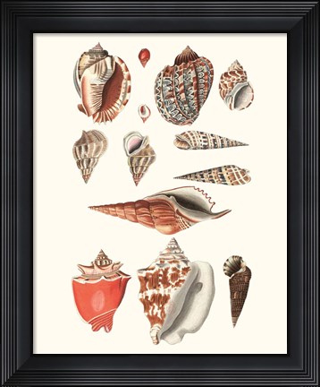 Framed Shell Collection IV Print