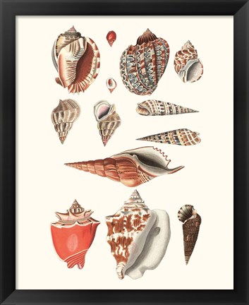 Framed Shell Collection IV Print