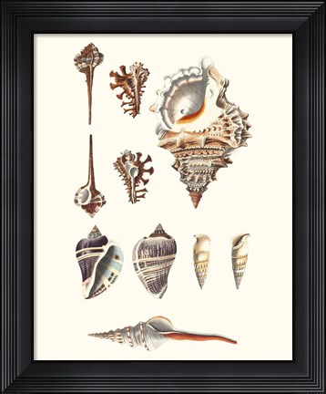 Framed Shell Collection V Print