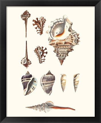 Framed Shell Collection V Print