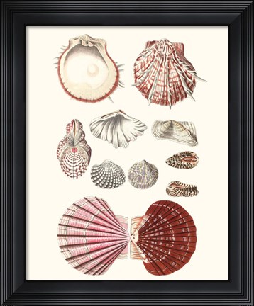 Framed Shell Collection VI Print