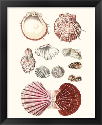 Framed Shell Collection VI Print