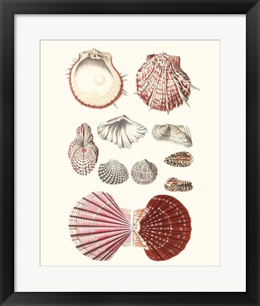 Framed Shell Collection VI Print