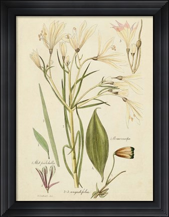 Framed Antique Botanical Sketch I Print