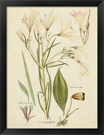 Framed Antique Botanical Sketch I Print