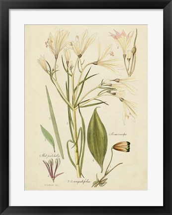 Framed Antique Botanical Sketch I Print