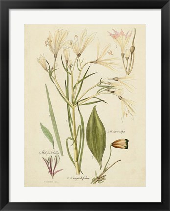 Framed Antique Botanical Sketch I Print