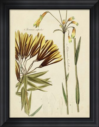 Framed Antique Botanical Sketch II Print
