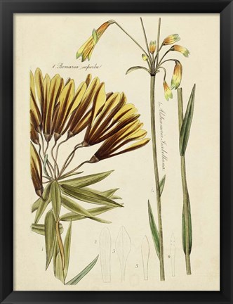 Framed Antique Botanical Sketch II Print