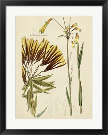 Framed Antique Botanical Sketch II Print