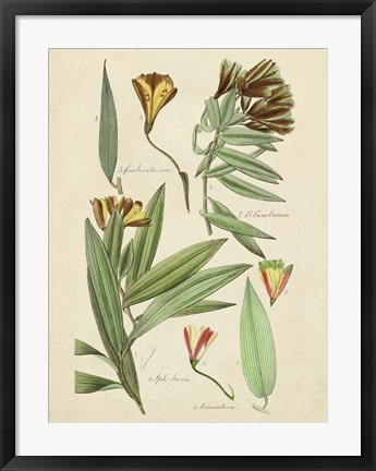 Framed Antique Botanical Sketch III Print