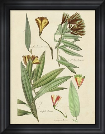 Framed Antique Botanical Sketch III Print