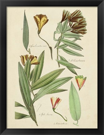 Framed Antique Botanical Sketch III Print