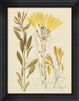 Framed Antique Botanical Sketch IV Print