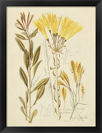 Framed Antique Botanical Sketch IV Print