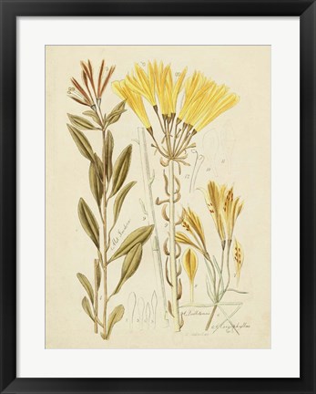 Framed Antique Botanical Sketch IV Print