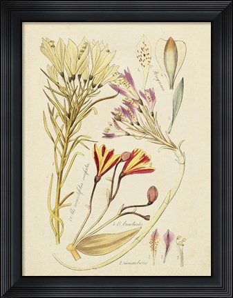 Framed Antique Botanical Sketch V Print