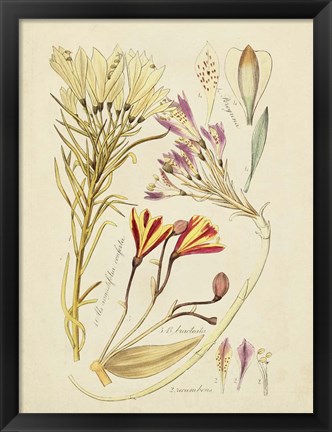 Framed Antique Botanical Sketch V Print