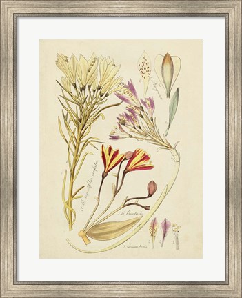 Framed Antique Botanical Sketch V Print